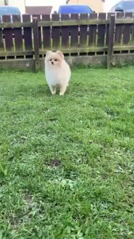 In a brief outdoor scene, two small dogs, a light beige and a white Pomeranian, stand in a green grassy area. A dark wooden fence runs along the back. The dogs run a short distance. Cars and a house are visible in the background.