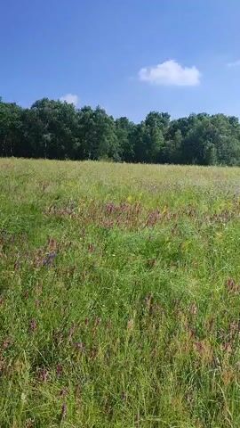 A panoramic view of a grassy field with wildflowers. The field is lush and green with scattered purple and yellow wildflowers. In the background, a dense line of trees forms a natural border. The sky above is a clear blue with a few wispy white clouds. The camera pans slowly from left to right, capturing the serene landscape. There are no people or animals visible in the video. The overall impression is one of natural beauty and tranquility.