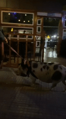 Woman walks spotted pig on pink leash through Buenos Aires