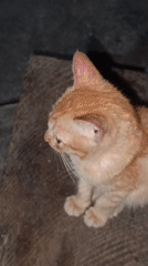 Cats and kittens going about their day in Gedung Nyapah