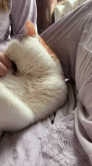 Lazy morning cat cuddles on a lavender blanket in Kolychevo