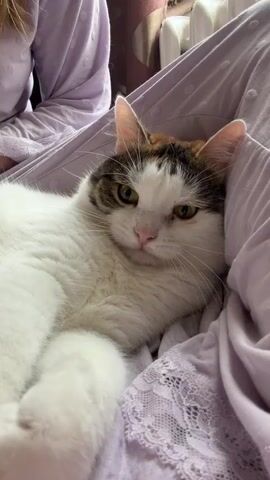 A person's hand is petting a white and brown cat that is lying on a person's lap. The cat has its mouth open. The person is wearing a light purple pajama top with white polka dots. The cat is lying on a light purple garment with white lace trim.