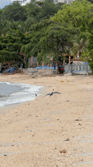 Birds on the beach, a boat, and a plane landing at Ko Samui