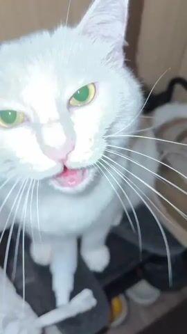A white cat with yellow eyes is filmed from a top-down perspective. The cat is looking down, then directly at the camera. The cat then closes its eyes and opens them, looking directly at the camera with a slightly surprised expression. The cat's mouth is open, revealing its pink tongue and teeth. In the background, a wall with vertical lines is visible. Objects that appear to be shoes and bags are also in the background.