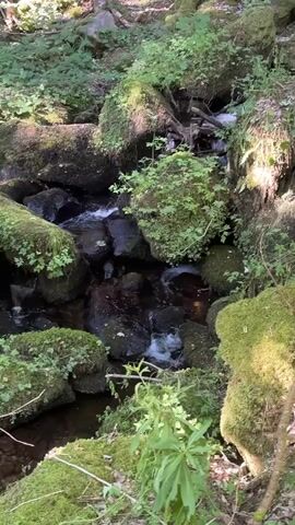 The video shows a close-up, eye-level view of a small stream flowing over moss-covered rocks in a forest. The water is clear and appears to be shallow, with small ripples and white foam indicating movement. Sunlight filters through the trees, creating dappled light and shadow on the rocks and surrounding vegetation. The rocks are large and irregular in shape, with a thick layer of bright green moss covering most of their surfaces. Small plants and ferns grow in clusters on and around the rocks. The overall impression is one of a natural, serene forest environment.