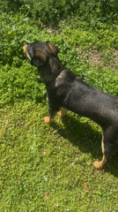 Person plays with dog in Bulgarian village yard