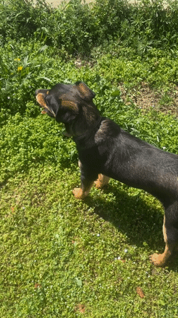 Person plays with dog in Bulgarian village yard