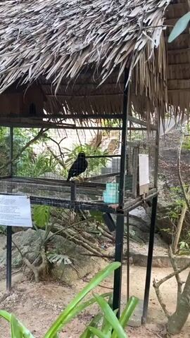 A black bird with a yellow beak is perched on a wooden bar inside a metal cage with a thatched roof. The cage is surrounded by lush vegetation and rocks, suggesting an outdoor or zoo-like setting. The camera zooms in on the bird as it stays stationary on the perch, with its back turned towards the camera. A sign is visible near the cage, implying that the bird is being exhibited.