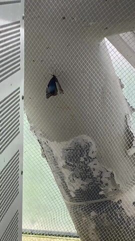 The video shows a butterfly inside what appears to be an enclosure made of white netting. The butterfly is hanging upside down on the mesh. Part of a metal structure with evenly spaced holes is visible on the left side of the frame. Light filters through the mesh, indicating an outdoor or brightly lit indoor environment. There's some debris or stains on the netting. The butterfly flutters its wings occasionally.
