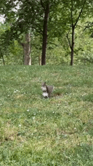 Squirrel spotted in sunny Milan park during afternoon hours