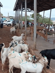 Livestock market day in Zombe/Mwitika ward, Kenya