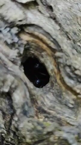 The video is a close-up shot of a hole in a tree trunk. Dark colored insects are visible inside the hole. The camera appears to be handheld and slightly unsteady. The lighting is dim, suggesting it is either early morning, late evening, or the area is shaded. The texture of the tree bark is rough and irregular.