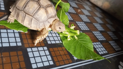 Baby tortoise feeding and indoor gathering on checkered floors