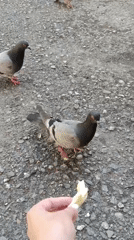 Person feeds bread to pigeons on gravel ground