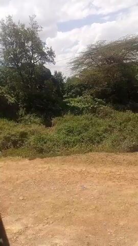 The video shows a view of a dirt road surrounded by green vegetation, taken from inside a vehicle. The camera is pointing towards a wooded area with lush trees and bushes. A few utility poles with wires can be seen among the trees. The sky is partly cloudy. The vehicle seems to be moving slowly along the road. The frame of the vehicle's window is visible in the bottom left corner.