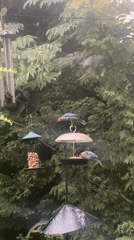 Blue jays at feeders, purple blooms in a Weldon backyard