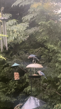 Blue jays at feeders, purple blooms in a Weldon backyard