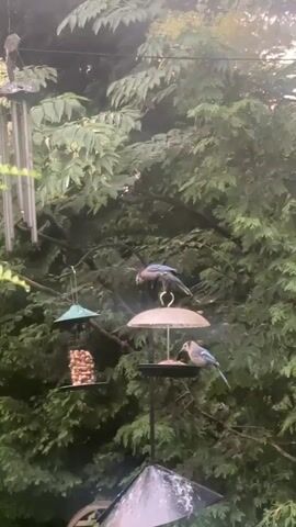 The video shows a cluster of bird feeders hanging from tree branches against a backdrop of dense green foliage. Several blue jays are perched on and around the feeders. One blue jay is on the uppermost feeder, which appears to be filled with nuts. Another blue jay is on the central feeder, which is open and contains food. A third blue jay is perched on a branch to the left of the central feeder. A fourth blue jay is visible on a lower feeder, also filled with nuts. The lighting suggests it is daytime, possibly overcast. Wind chimes are visible on the left side of the frame.