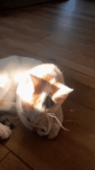 Calico kitten's lazy morning in a Subotica home