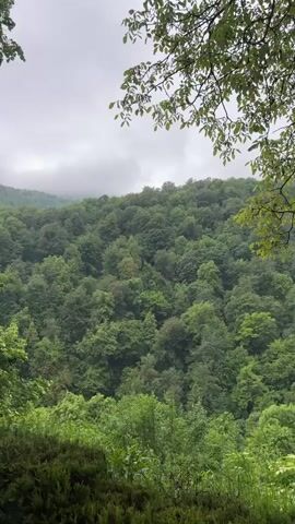 A video shows a lush green forest on a cloudy day. The trees are dense and cover a rolling hillside. The foreground has some manicured bushes and a lamppost. Leaves are visible at the top of the frame.