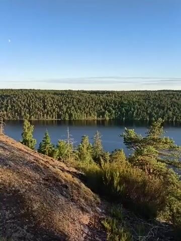 This media file captures a serene natural landscape at Skriketorp, Sweden, likely during a calm, clear morning or late afternoon given the soft, golden light and the clear blue sky. The scene is dominated by a tranquil, dark lake reflecting the vast expanse of a dense, verdant forest that stretches across the horizon.

In the foreground, a rocky incline covered with low-lying green foliage and scattered pine trees slopes downwards towards the lake. The trees, some mature and full, others sparse and reaching skyward, add texture and depth to the composition. The water itself is still, with only subtle ripples suggesting a gentle breeze. The forest on the opposite shore appears thick and uninterrupted, creating a sense of immersion in nature.

The time of day is suggested by the low angle of the sun, casting long shadows and illuminating the foliage with a warm glow. The weather appears pleasant, with a clear sky and no visible precipitation. There are no people or man-made objects in the frame, emphasizing the unspoiled beauty of the natural setting. The overall emotion conveyed is one of peace, quietude, and the majesty of the Swedish wilderness. No visible text is present in the media file.