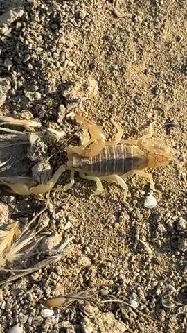 A pale yellow scorpion is shown from above, walking on dry, sandy ground. The scorpion has eight legs, two pincers, and a segmented tail curled over its body, ending in a stinger. The ground is littered with small rocks, dirt, and dry plant debris. The lighting suggests it is daytime, possibly in a desert or arid environment. The camera is focused on the scorpion as it moves across the surface.