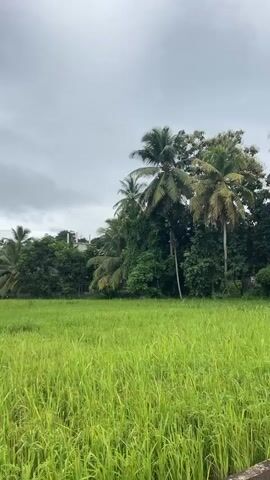 The video shows a rural scene with a lush green rice paddy in the foreground. Tall palm trees and dense green foliage form a backdrop, with a few buildings partially visible amongst the trees. A narrow paved road stretches into the distance, with power lines overhead. A white van is seen in the distance on the road. The sky is overcast, suggesting a cloudy or potentially rainy day. The camera pans slightly to the right, revealing a narrow concrete channel along the side of the road. The overall impression is one of a tropical, somewhat undeveloped environment.