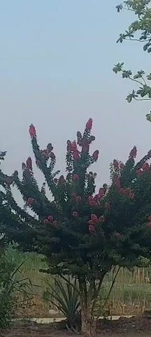 This is a landscape video with a tree in the center. The tree has dark green leaves and red flowers. It is a sunny day with a clear sky. The video is shot from a low angle, looking up at the tree. The tree is in a garden or park.