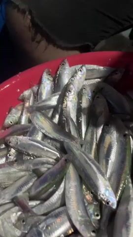 A man with a gray beard and a yellow and gray striped shirt is sitting down and cleaning small fish in a red bowl. He is using a knife to clean the fish, and there are many fish in the bowl. The background is dark and appears to be outdoors. The man is wearing ripped shorts.
