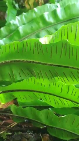 The video shows a close-up, slow-motion, high-angle shot of green fern fronds with brown sporangia visible on the underside of the leaves. The fronds are layered and slightly blurred, suggesting a shallow depth of field. Natural light filters through the leaves, creating bright highlights and casting shadows. The background is out of focus, showing hints of other foliage and possibly the forest floor. The overall impression is one of lush, green, natural growth.