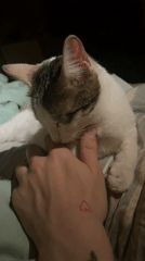 Cat grooming human thumb captured on video in Malakhovka