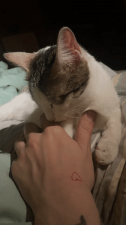 Cat grooming human thumb captured on video in Malakhovka