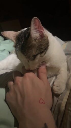 Cat grooming human thumb captured on video in Malakhovka