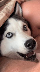 Blue-eyed husky rests under fabric covering