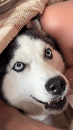 Blue-eyed husky rests under fabric covering