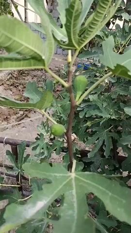 The video shows a close-up of a fig tree with several small, green figs. The tree has large, lobed leaves and a thin, brown stem. In the background, there is a blurry fence and some dirt. The video is shot in natural light.