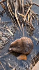 Muskrat spotted among reeds in Korolyov waterway