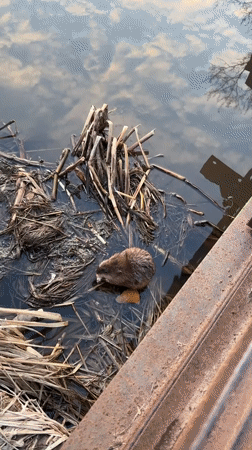 Muskrat spotted among reeds in Korolyov waterway