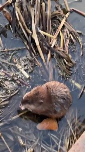 Muskrat spotted among reeds in Korolyov waterway
