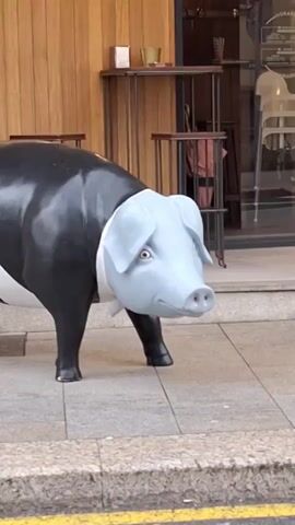 A static shot shows a pig statue on a sidewalk. The pig is painted in black and gray, and is wearing a white shirt and bow tie. The statue is standing near a storefront with a wood-paneled wall.