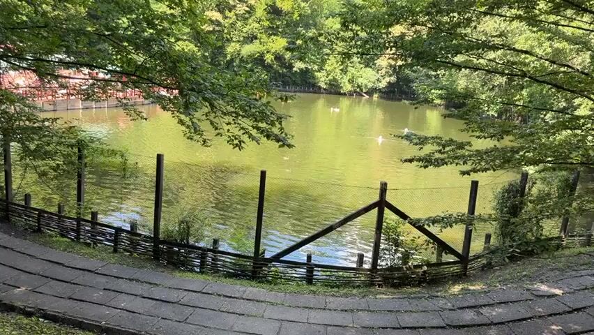 A panorama shot looks over a calm, green pond in a wooded area. The pond is enclosed by a dark fence and lush green trees. Several ducks are swimming in the pond, some closer to the fence and others further away. The sun is shining, casting a bright light on the water and surrounding foliage. There are also some stone steps leading up to the pond area.