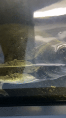 Turtle observed at waterline in Welwyn Hatfield aquarium