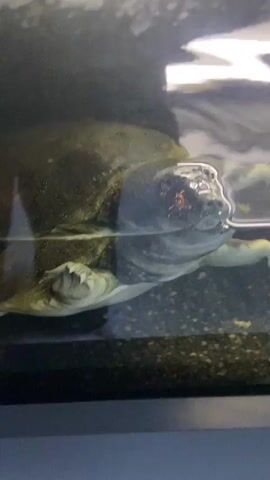 The video shows a turtle inside an aquarium, with its head and front portion of its shell visible. The water level is close to the top of the shell. The turtle's head is right at the waterline, and we can clearly see its eyes and snout. The water in the aquarium is a little murky. At one point, a metal object is inserted into the aquarium near the turtle's face. The turtle reacts slightly, then the metal object is removed, and the turtle continues to rest in the water. The bottom of the tank is lined with dark substrate.