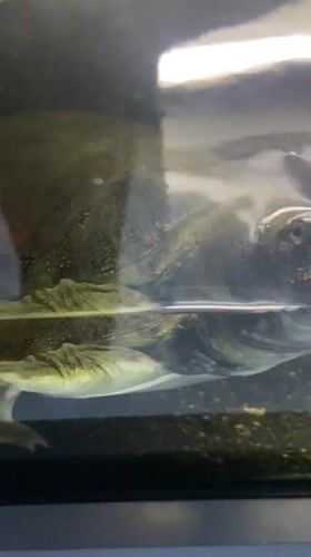 Turtle observed at waterline in Welwyn Hatfield aquarium