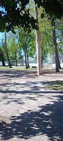 The video shows a park with trees casting shadows on the ground. Two children are running across the park toward the right of the frame. A black animal, possibly a dog, walks slowly in the same direction. Behind the trees, a fence and a building are visible. The camera angle is slightly upward, looking through the leaves of the trees.