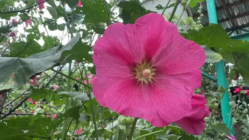 A close-up shot of a large pink hollyhock flower with a yellow center and many petals. The flower is in focus and fills most of the frame. The background is a blur of green leaves, branches, and other pink flowers, suggesting a garden or outdoor setting. The lighting is natural, and the overall mood is serene and natural.