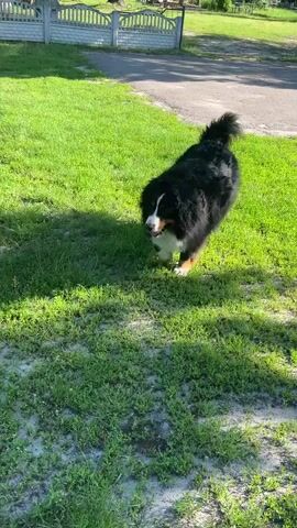 A Bernese Mountain Dog with black, white, and tan markings trots across a grassy yard on a sunny day. The dog is facing the camera and is in motion, with its tail held high and its head down slightly as if sniffing the ground. The grass is green and somewhat patchy in places, with areas of exposed dirt. In the background, a white fence and a paved surface, possibly a driveway or sidewalk, are visible. Sunlight casts dappled shadows on the grass, suggesting the presence of trees or other overhead obstructions. The overall impression is of a dog enjoying an outdoor environment.