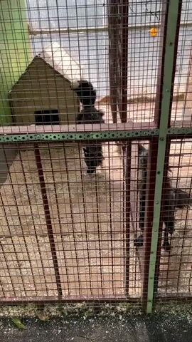 Two foxes are inside a metal cage. One fox is on the left, and another fox is on the right. Both foxes are dark gray and appear to have light gray markings on their fur. A small wooden doghouse is visible in the background on the left side of the cage. The ground inside the cage is covered with wood chips. The cage is made of green metal framing and wire mesh. There is also a brown metal bar running horizontally across the middle of the cage. The lighting is dim.