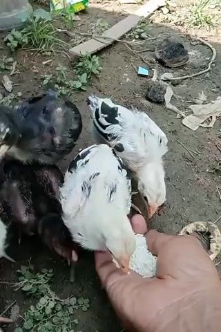 A hand is holding out a pile of white rice on an open palm to a group of chicks. The chicks, some black and some white with black markings, are gathered around the hand pecking at the rice. The ground is dirt with some sparse green vegetation. In the background, there are some scattered objects including a piece of cardboard and some dried leaves.