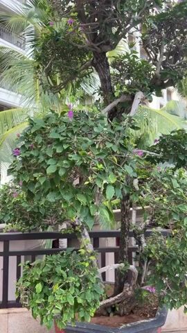 The video begins with a close-up of a bonsai tree with vibrant green leaves and small purple flowers. The camera then pans to the right, revealing more of the lush greenery, including palm trees and a large building in the background. The scene shifts to a wider view, showcasing a balcony with a railing overlooking a tranquil water feature. The water reflects the surrounding trees and the sky, creating a serene ambiance. Several empty chairs and tables are visible near the water, suggesting an outdoor seating area. The video concludes by panning across the water feature and the surrounding landscape, with a focus on the tropical vegetation and the expansive sky.